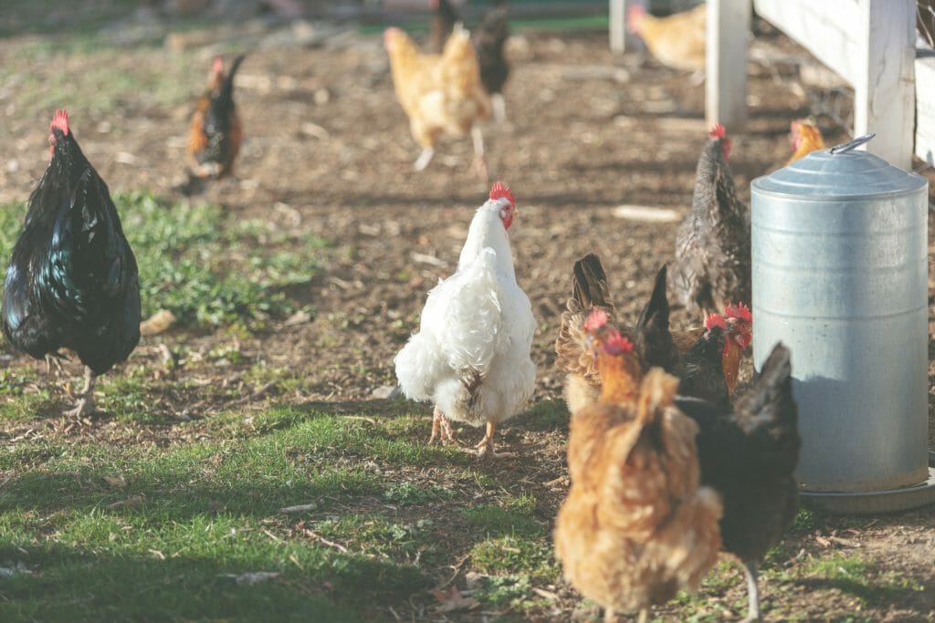 Pastured Chickens in BC