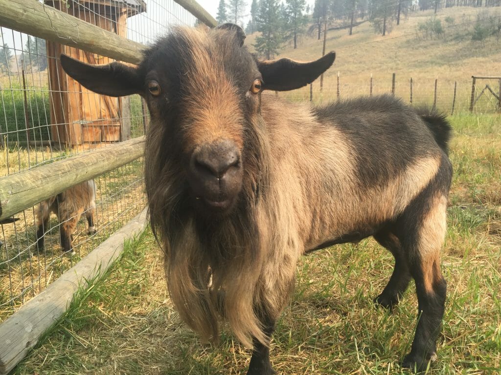 Crocus Bluff Farms Buck Goat
